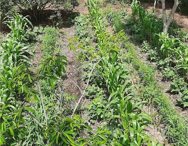 Área agroflorestal já brotando