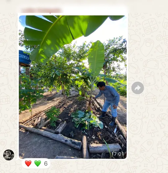 Mensagem de aluno com foto da agrofloresta em crescimento