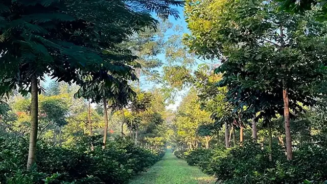 Alameda de árvores em uma agrofloresta