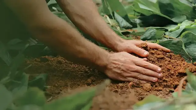 Mãos tocando o solo fértil