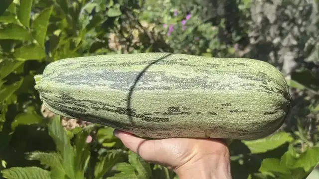 Abobrinha grande colhida na agrofloresta